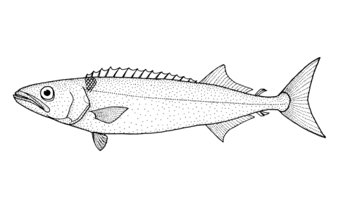 Ruvettus Pretiosus (Oilfish) Coloring Page